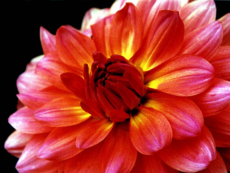 1-Brilliant red Dahlia blooming in Honduras in Central America_800CCC.jpg